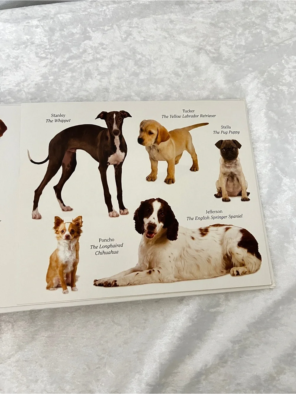 Dog Book by Matthew Van Fleet Doggone Fun for Little Ones kids